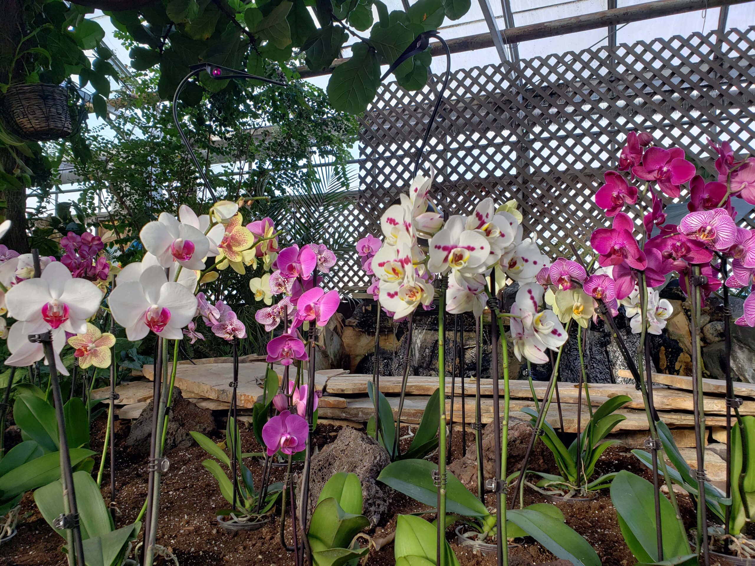ORchid Display